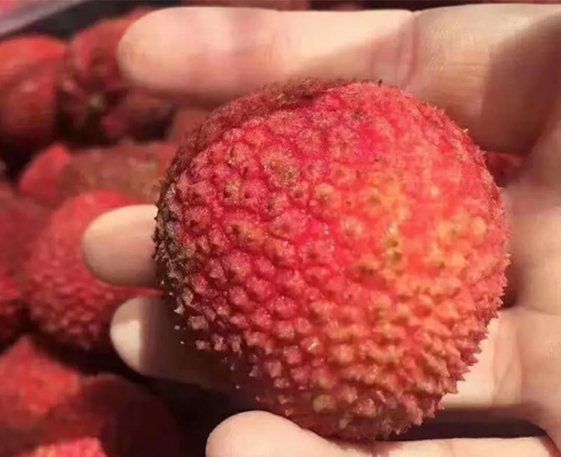 lychee sorting machine1.jpg